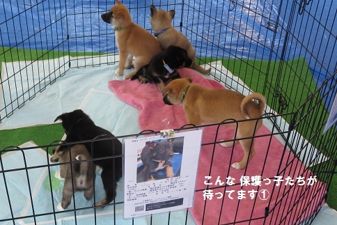 20201121保護っ子①