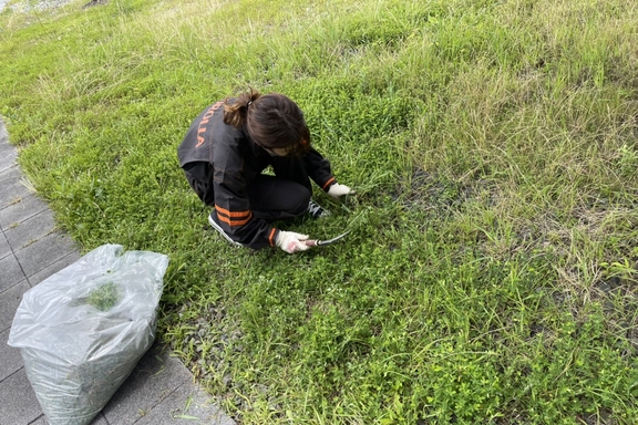 草刈り１