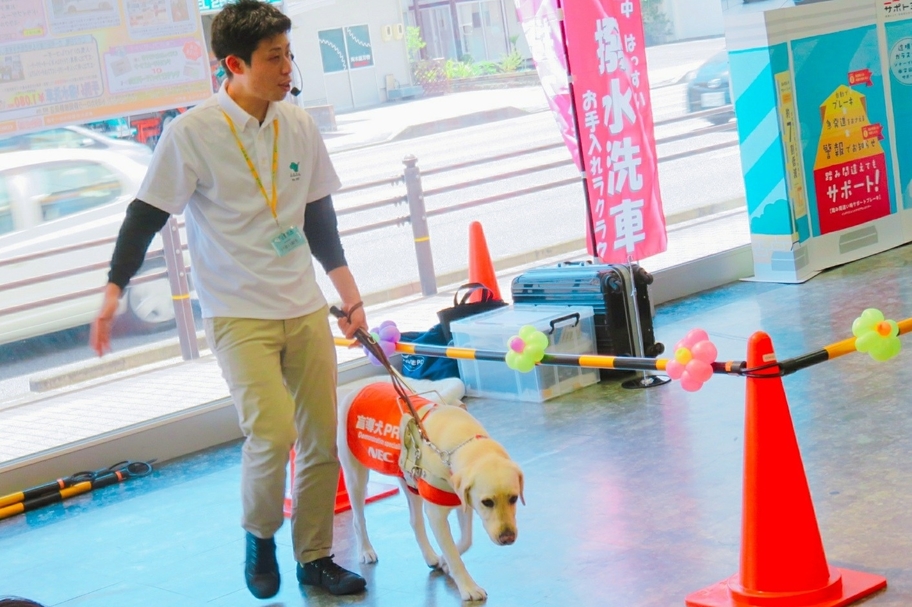 盲導犬