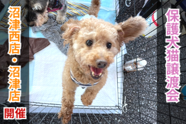 保護犬猫譲渡会　沼津・沼津西
